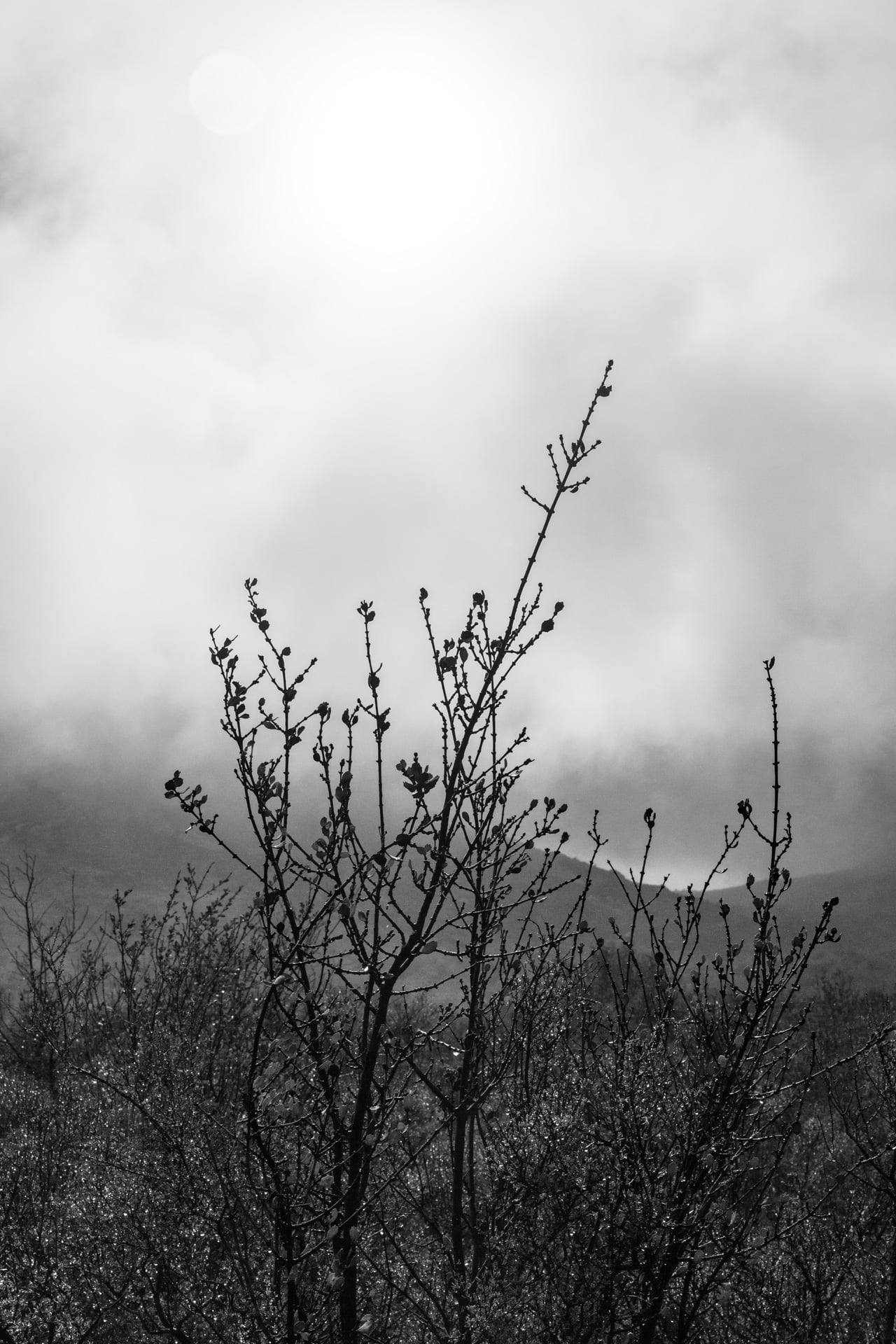 Near East Mesa Trail